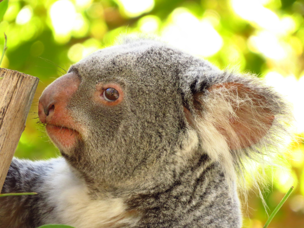 Koala in Portugal