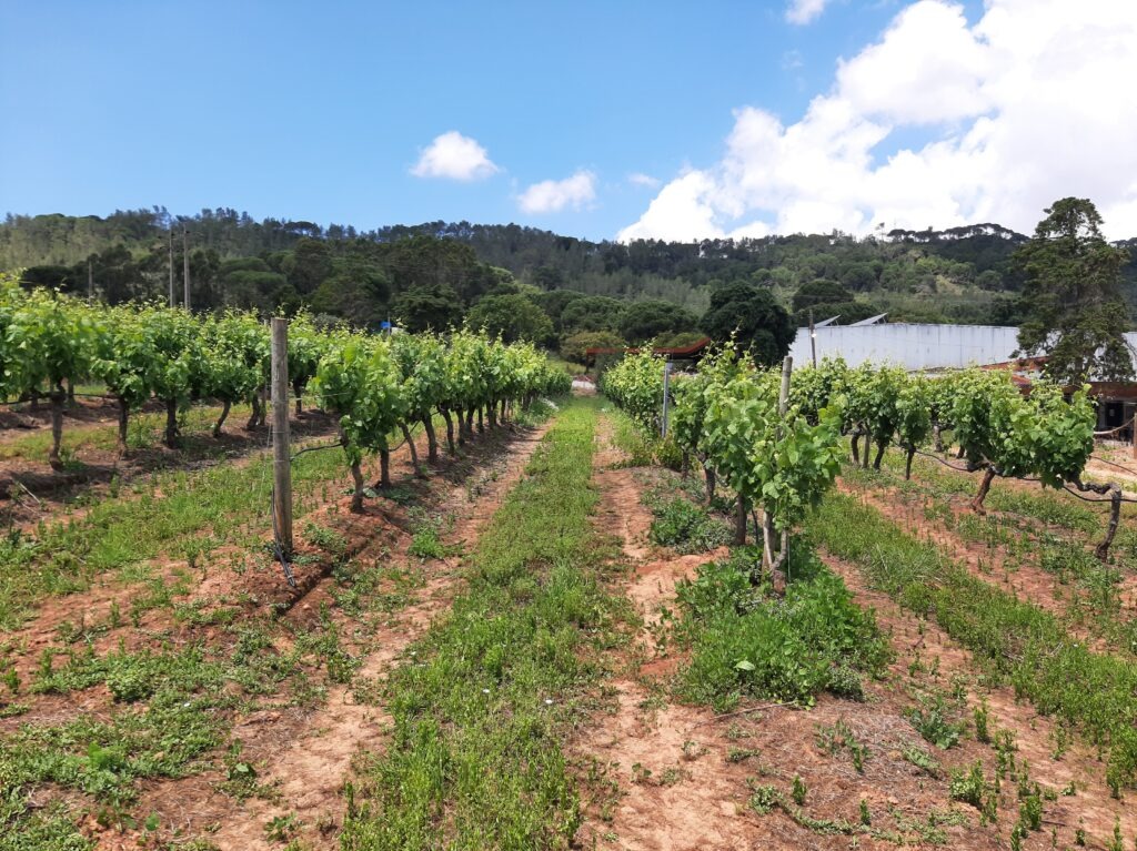 Vineyards PortugalGuideHub